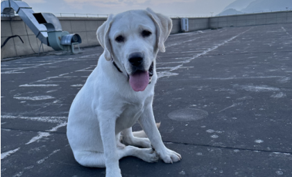 米兰milantiyu-这届铲屎官，每年花上万元给宠物“养生保健”